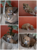 Additional photos: AST puppies
