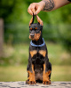 Photo №3. Doberman puppies. Serbia