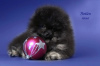 Photo №3. pomeranian puppy. Russian Federation