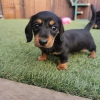 Photo №1. dachshund - for sale in the city of Manila | negotiated | Announcement № 75322