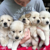 Photo №3. Healthy cute golden retriever puppies puppies available now for sale. Germany