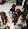 Additional photos: Lagotto Romagnolo puppies for sale