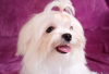 Photo №2 to announcement № 36520 for the sale of maltese dog - buy in Ukraine from nursery