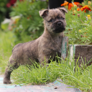 Photo №4. I will sell cairn terrier in the city of Severodvinsk. from nursery, breeder - price - negotiated