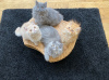 Photo №1. persian cat - for sale in the city of Ohio City | 300$ | Announcement № 31246