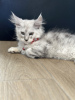 Photo №3. Palm Riviera Cattery Elite Maine Coon Kittens with Passport, Genetic Testing and. Monaco