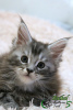 Photo №1. maine coon - for sale in the city of St. Petersburg | 743$ | Announcement № 13500