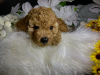 Additional photos: Red toy poodle puppies