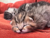 Photo №1. scottish fold - for sale in the city of Minsk | negotiated | Announcement № 47112