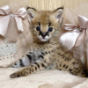 Photo №3. Serval and caracal kittens available For sale. Switzerland