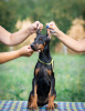 Photo №4. I will sell dobermann in the city of Belgrade.  - price - negotiated