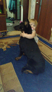 Photo №4. I will sell beauceron in the city of Kemerovo. breeder - price - Negotiated