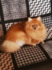 Photo №1. pomeranian - for sale in the city of Berlin | negotiated | Announcement № 41479