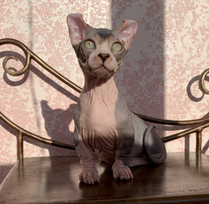 Photo №2 to announcement № 4628 for the sale of sphynx-katze - buy in Ukraine from nursery