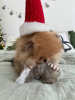 Photo №3. Pomeranian female and male puppys for sale. Germany