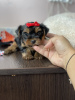 Photo №3. Cute little Yorkshire terrier girl. Belarus