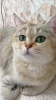 Photo №4. I will sell british shorthair in the city of Lviv. private announcement - price - 450$