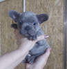 Photo №1. french bulldog - for sale in the city of Bač | negotiated | Announcement № 95458