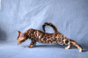 Photo №2 to announcement № 10815 for the sale of bengal cat - buy in Russian Federation from nursery