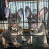 Photo №1. french bulldog - for sale in the city of Berlin | 541$ | Announcement № 23462