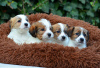 Photo №2 to announcement № 16734 for the sale of jack russell terrier - buy in Ukraine private announcement