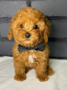 Photo №1. poodle (toy) - for sale in the city of Zaporizhia | 600$ | Announcement № 41169