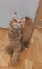 Photo №2 to announcement № 29813 for the sale of maine coon - buy in Germany from nursery