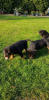 Photo №1. rottweiler - for sale in the city of Vilnius | 370$ | Announcement № 36100