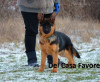 Photo №4. I will sell german shepherd in the city of Kharkov. from nursery - price - 1061$