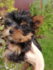 Additional photos: Yorkie baby face puppy