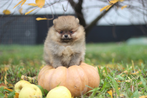 Photo №4. I will sell pomeranian in the city of Москва. from nursery - price - 399$