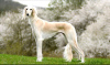 Photo №4. I will sell saluki in the city of Москва. private announcement - price - 2642$