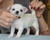 Photo №2 to announcement № 44888 for the sale of chihuahua - buy in Lithuania private announcement