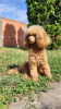 Photo №3. Mini poodle puppies. Serbia