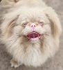 Photo №2 to announcement № 72273 for the sale of pekingese - buy in Serbia breeder