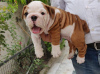 Photo №2 to announcement № 80053 for the sale of english bulldog - buy in Australia private announcement