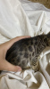 Additional photos: Purebred Bengal kittens, large selection