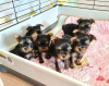 Photo №1. yorkshire terrier - for sale in the city of Regensburg | 211$ | Announcement № 82788