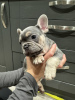 Photo №1. french bulldog - for sale in the city of Leipzig | 350$ | Announcement № 117870