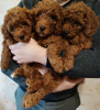 Photo №1. poodle (dwarf) - for sale in the city of Kishinev | 581$ | Announcement № 43416