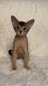 Photo №2 to announcement № 6006 for the sale of abyssinian cat - buy in Russian Federation from nursery