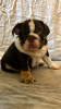 Photo №1. english bulldog - for sale in the city of Kassel | 370$ | Announcement № 110982