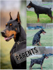 Photo №2 to announcement № 113900 for the sale of dobermann - buy in Serbia 