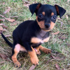 Photo №2 to announcement № 126298 for the sale of miniature pinscher - buy in United States private announcement