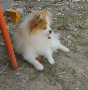 Photo №2 to announcement № 3797 for the sale of pomeranian - buy in Russian Federation private announcement