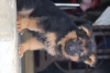 Photo №1. german shepherd - for sale in the city of Quakenbrück | 423$ | Announcement № 118701