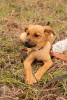 Photo №1. non-pedigree dogs - for sale in the city of Sochi | Is free | Announcement № 9971