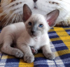 Photo №2 to announcement № 32658 for the sale of siamese cat - buy in Germany private announcement
