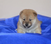 Additional photos: Shiba Inu puppies from champion parents