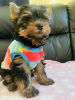 Photo №1. yorkshire terrier - for sale in the city of Berlin | 370$ | Announcement № 103527